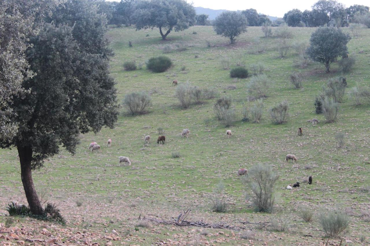 Casa Rural La Coscoja Mérida Eksteriør billede